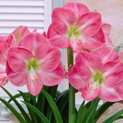 Amaryllis, Pink, single